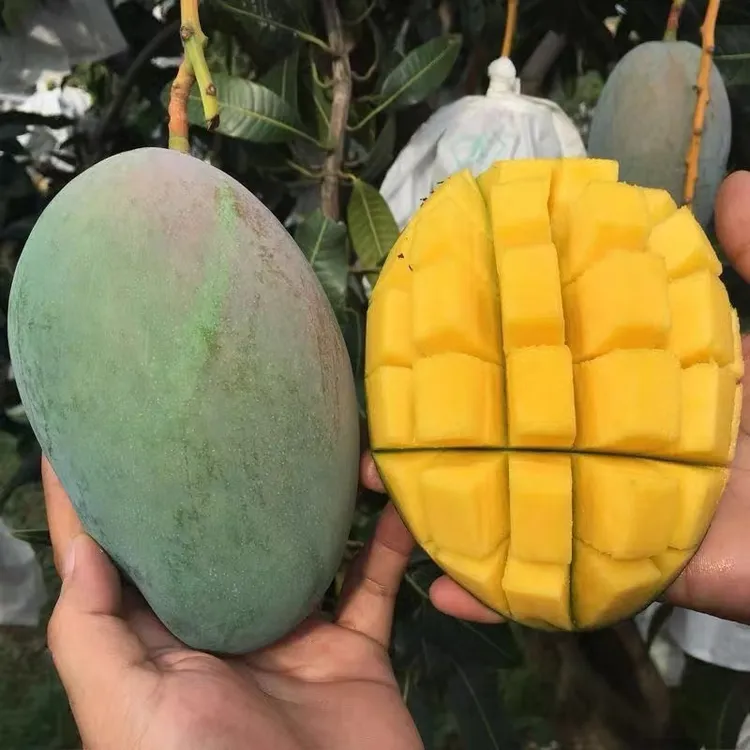 攀枝花凯特芒果中小果新鲜水果现摘现发带箱9.5-10斤