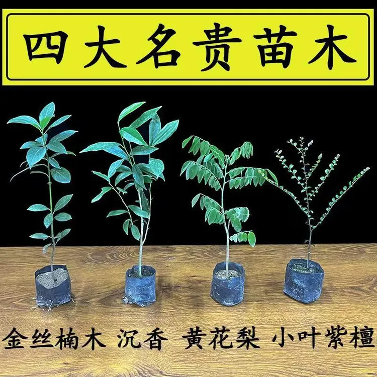 正宗四大名贵树苗金丝楠木树苗海南黄花梨小叶紫檀海南沉香苗盆栽