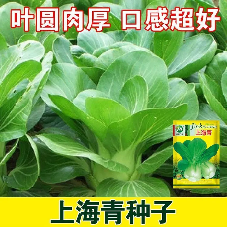 【上海青种子】四季上海青种子白菜种籽蔬菜种子青菜小白菜四季易