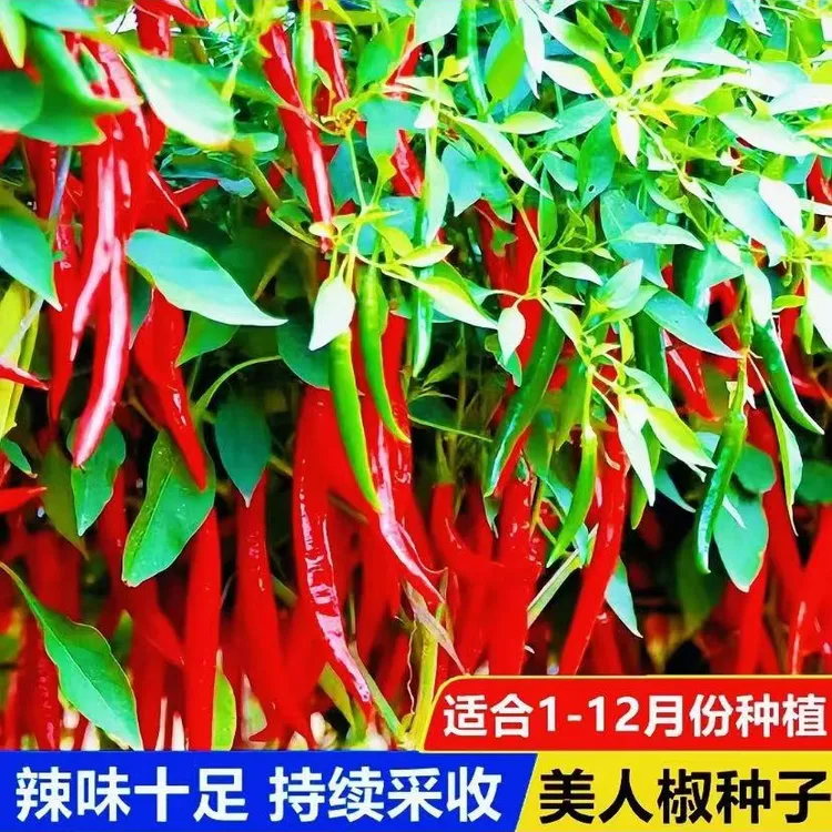 【美人椒种子】香辣美人椒种子干鲜辣椒两用四季春季阳台盆栽种子