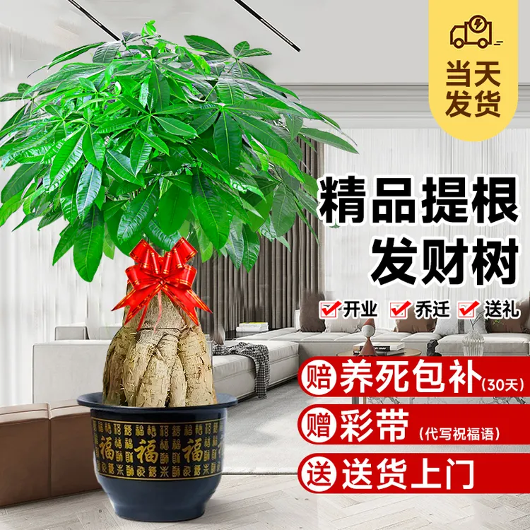 提根发财树客厅大盆栽客厅办公室室内落地大型真绿植乔迁新居送礼