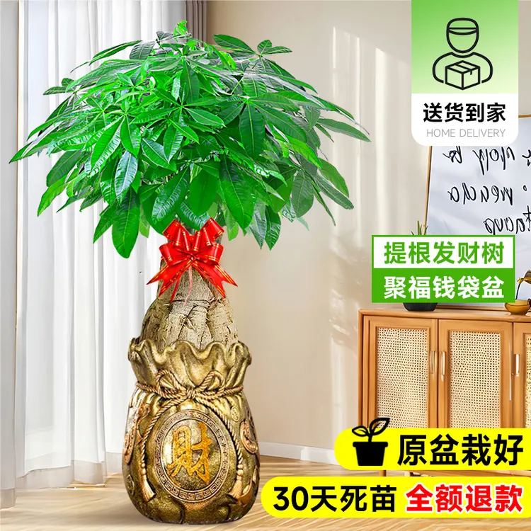 提根发财树客厅大盆栽客厅办公室室内落地大型真绿植乔迁新居送礼