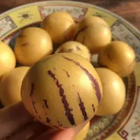 石林人生果云南石林人参果圆果成熟黄皮多汁香甜饱满皮薄金黄清香