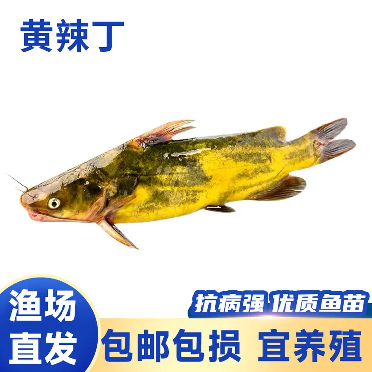 黄骨鱼 黄辣丁 黄颡鱼淡水养殖昂刺黄丫头食用好养包活原生态