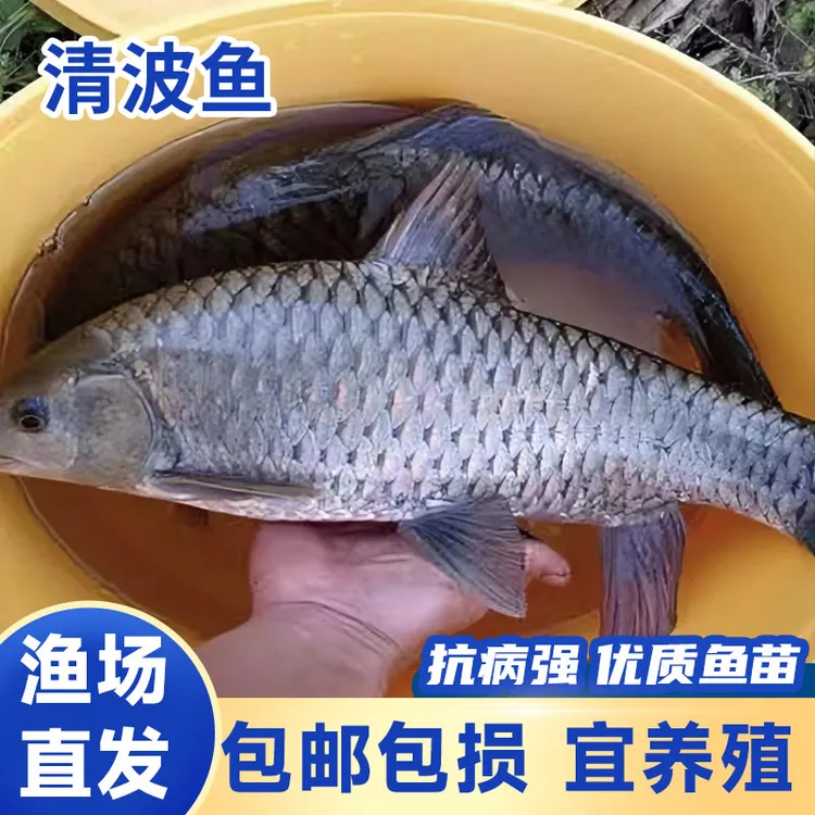 清波鱼苗乌鳞青板鱼正宗中华倒刺鲃淡水鱼食用包活四川批发