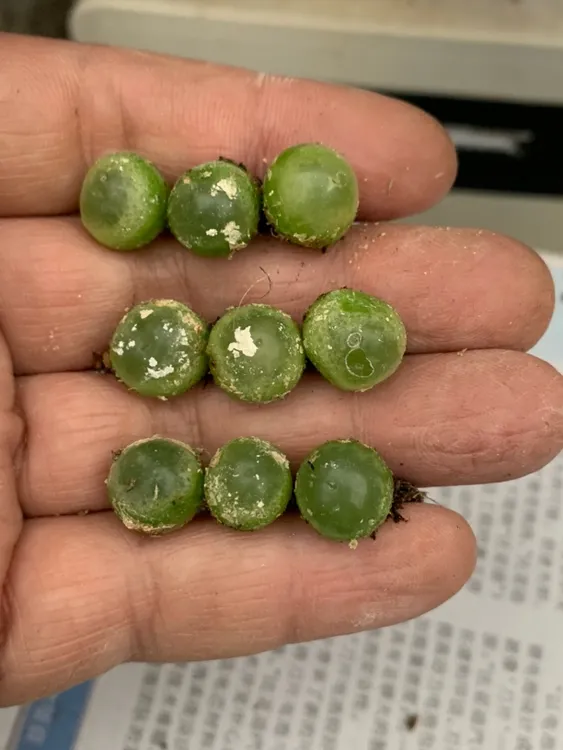 拉登肉锥编号SH1200拉丁名Conophytum ratum番杏科稀有多肉植物