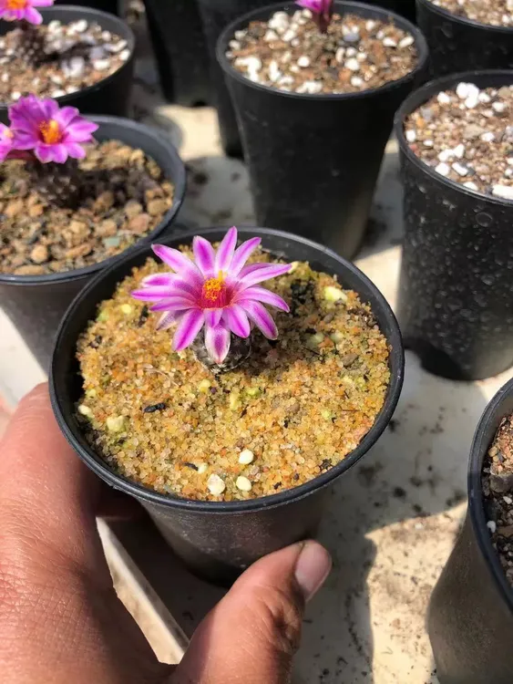 海胆娇丽Turbinicarpus pulcherrimus娇丽属籽播实生夏开花仙人球