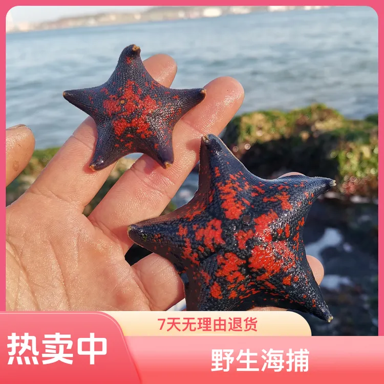 鲜活海星 海燕海星 野生海捕 包活到家
