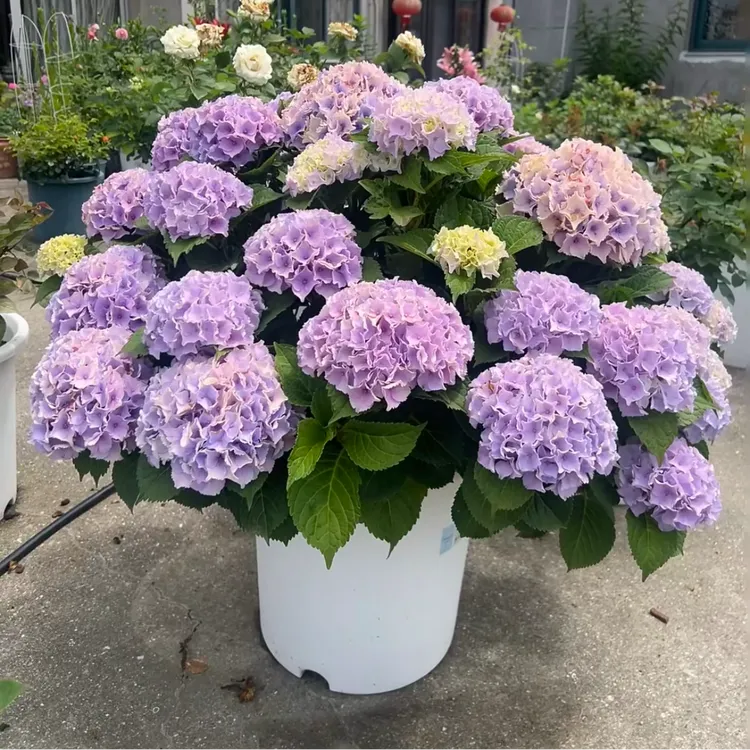 大花绣球大绣球花绣球花盆栽一物一拍绣球花