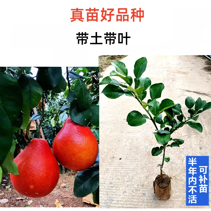高甜度改良香甜暹罗红柚香妃柚嫁接苗红肉柚子苗南方北方大红柚