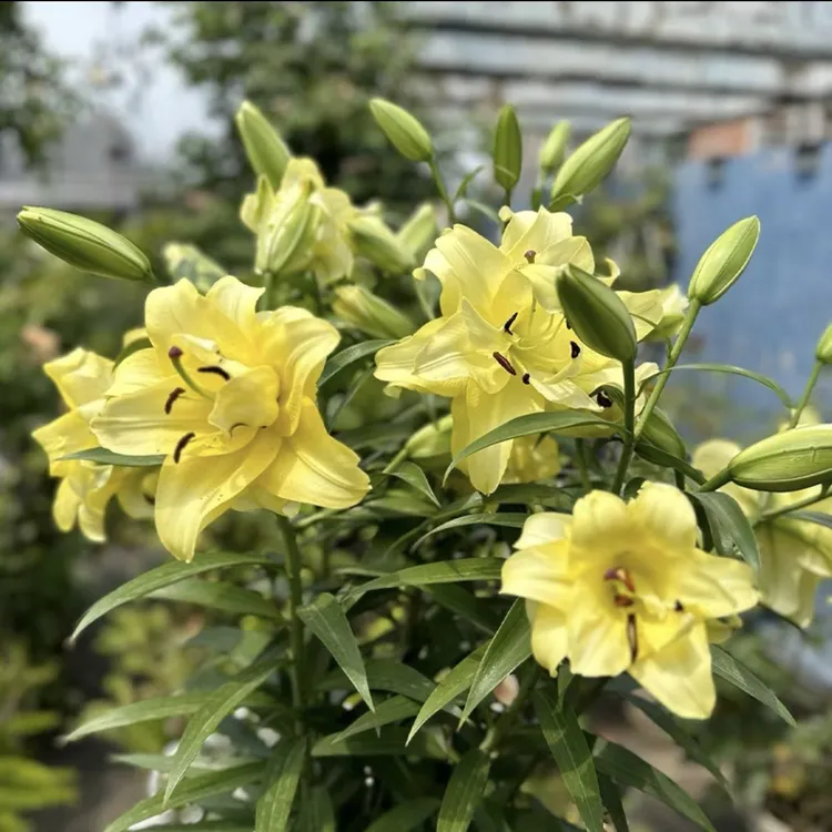 进口香水百合种球耐寒花种子百合花盆栽重瓣百合花球花香艳丽种植