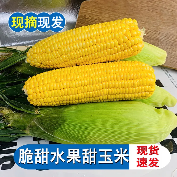 嫩玉米天然玉米甜玉米甜糯新鲜水果玉米现摘现发生吃香甜脆饱满甜