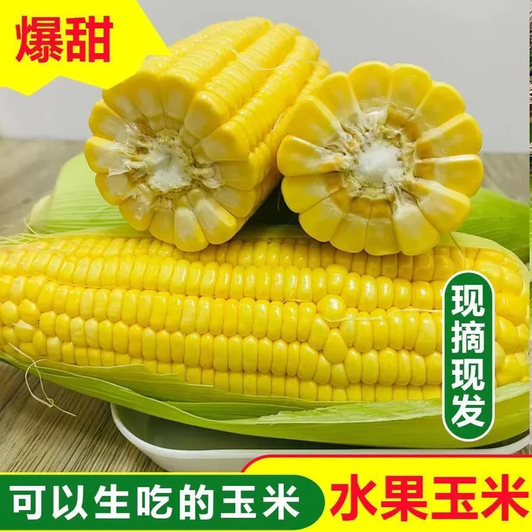 香甜颗粒浓郁煮熟新鲜甜玉米现摘现发饱满水果玉米水果玉米天然