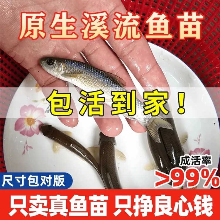青龙棒鱼苗淡水养殖食用华棒子鱼沉香鱼原生溪流鱼宠物观赏鱼批发