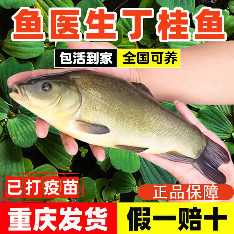 丁桂鱼苗冷淡水养殖食用宠物观赏鱼好养耐活欧洲丁贵鱼丁穗鱼批发