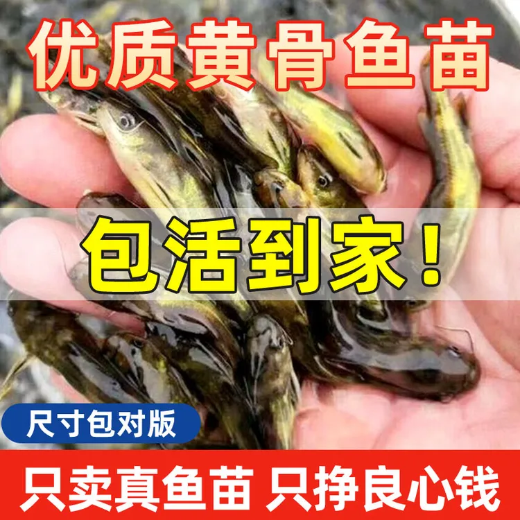重庆黄辣丁黄颡鱼黄骨鱼昂刺黄鸭叫本地易养活小鱼宠物活体观赏鱼