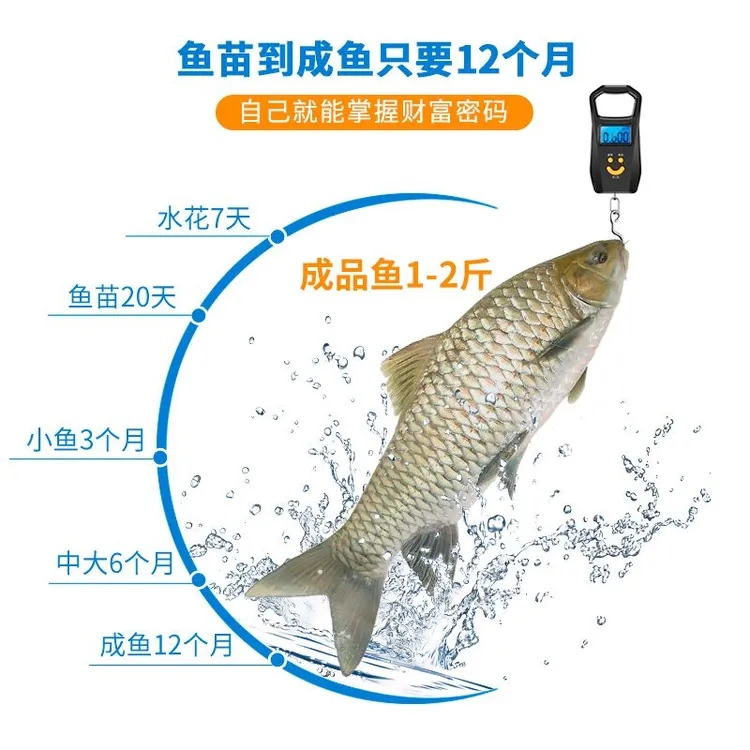 特大清波鱼批发中华倒刺鲃乌鳞青板鱼四川重庆活体淡水宠物观赏鱼