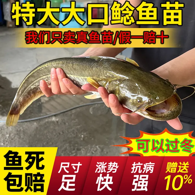 南方大口鲶冷淡水养殖肉食活体二须胡子鲶土鲶河鲶宠物观赏