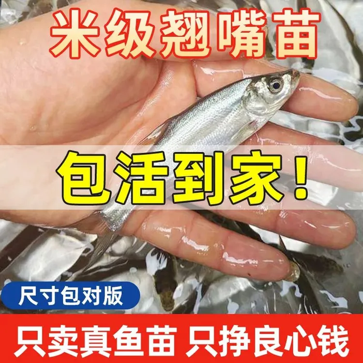 翘嘴鱼苗淡水养殖食用大米级翘壳红鲌白刁路亚鲈鱼批发宠物观赏鱼