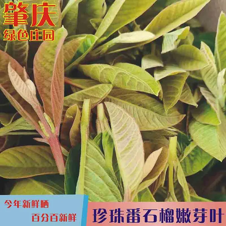 番石榴叶茶嫩叶茶敌糖翻石榴嫩心叶子野生芭乐叶养生茶自然晒干