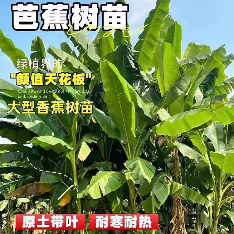 芭蕉树苗矮化蕉树苗盆栽粉蕉苗当年结果中蕉9号苹果蕉南方小米蕉