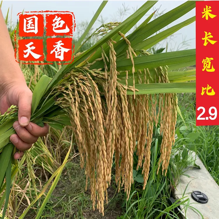 泰国香米圆粒长粒早中晚稻高产抗倒常规水稻种子米质优好吃稻谷种