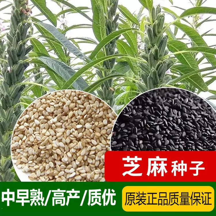 白黑芝麻种子菜种子厂家大量批发四季蔬菜种子春夏秋五谷杂粮种子