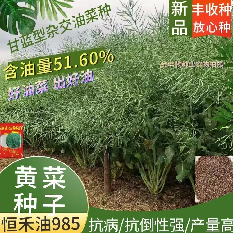 金丰收恒禾油985优质油菜种纯黄籽及早熟白菜芥菜甘蓝型油菜种子