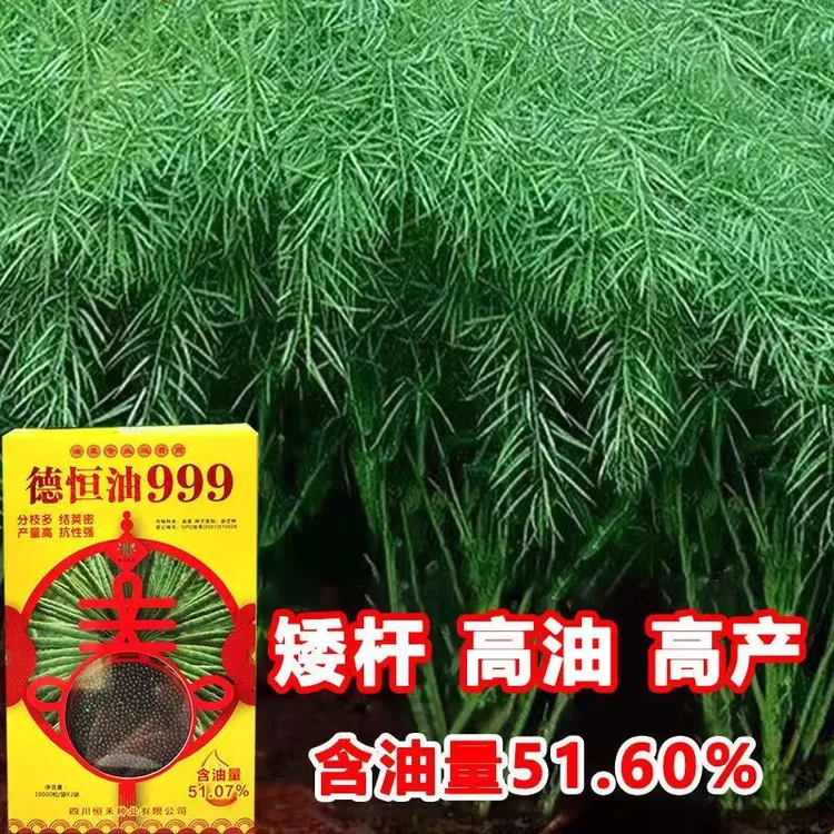 实心矮杆油菜种子荚密含油高油菜籽榨油浓香型德恒油999四川油菜