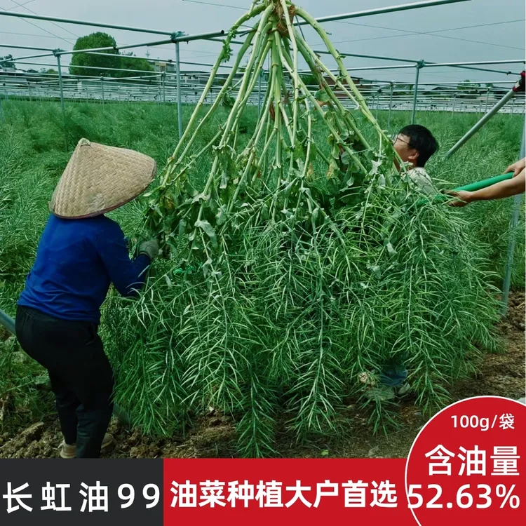 长虹油99黑籽油菜抗害抗倒耐寒高出油高产杂交油菜种子