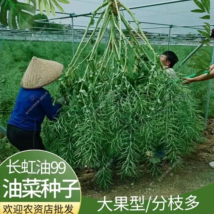 长虹油99易机收杂交矮杆产量种子高产抗病秋季正品优质产量种籽子