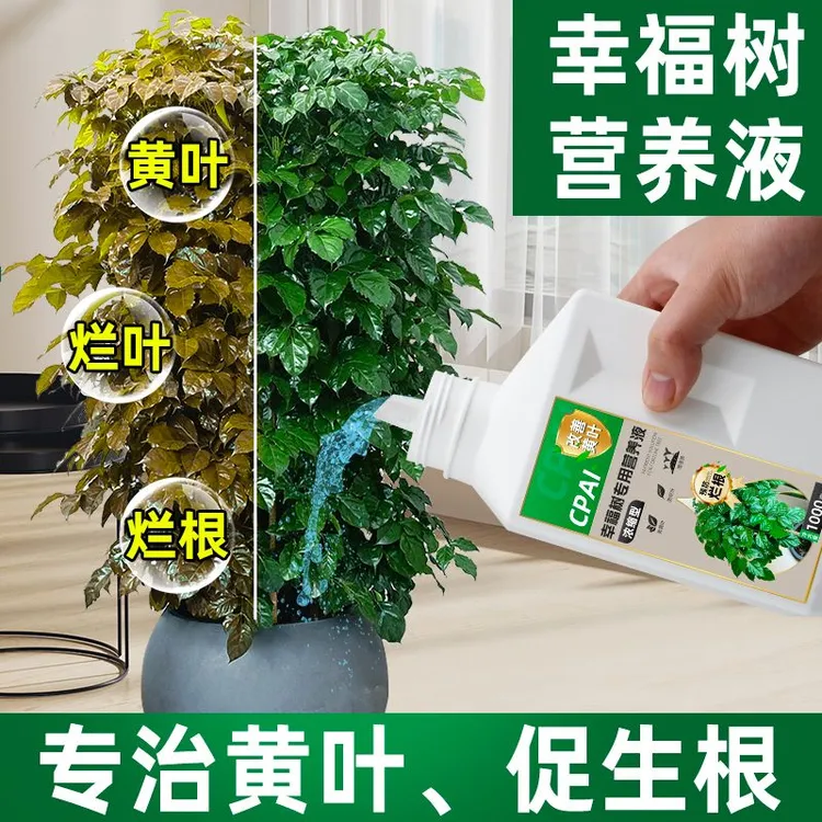 CPAI幸福树专用肥料营养液室内盆栽叶子干枯花卉通用氮磷钾复合肥