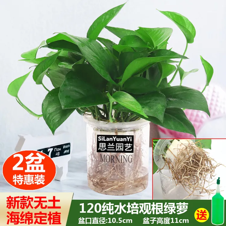 水培绿萝盆栽花卉室内除甲醛绿箩净化空气四季常青鲜活植物盆景