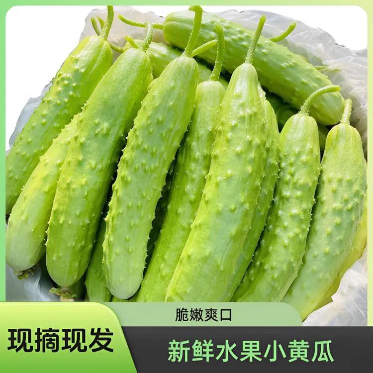 海阳白玉黄瓜 脆嫩现摘现发水果新鲜孕妇黄瓜1-5斤山东小青瓜爽口
