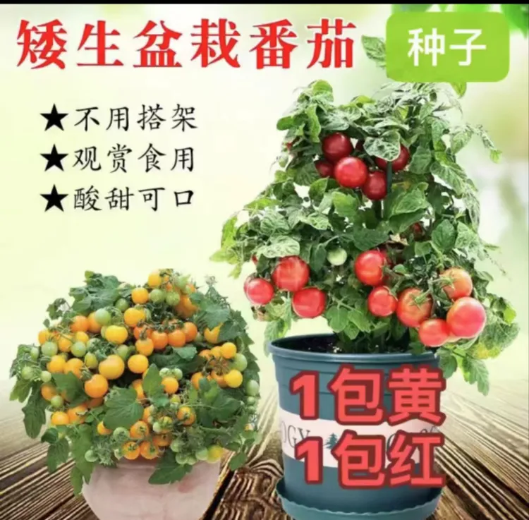 矮生盆栽小柿子拍一发二（一黄一绿）