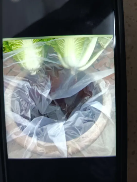 酸菜布（无毒无菌无害）