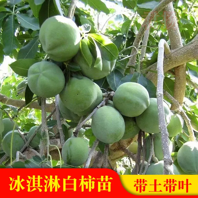 状元红冰淇淋果白柿正品嫁接苗带叶发货