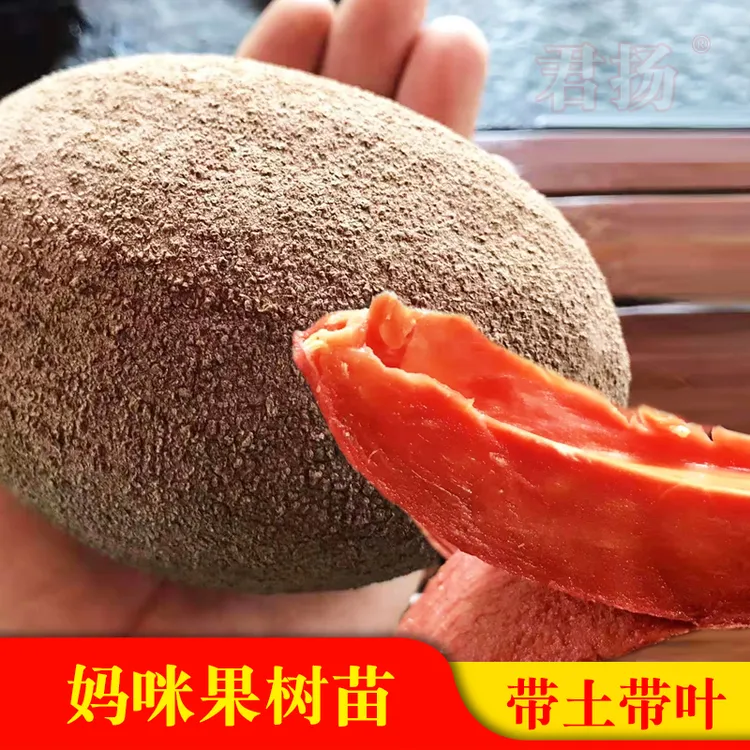 妈咪果马迦娜树苗四季品种MameySapote又称马梅果妈咪果树苗