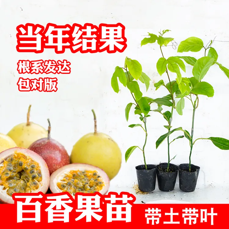 纯甜黄金百香果苗九号紫香一号台农苗木瓜香蜜百香果树苗庭院阳台