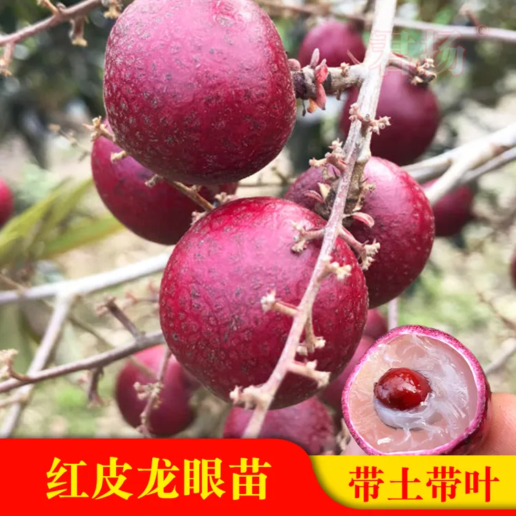 红皮龙眼树苗Lengkeng Merah嫁接四季红宝石龙眼苗