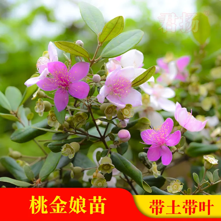 捻子树苗果树捻子果苗山捻子苗乌稔桃金娘山花烂漫果苗盆栽地栽