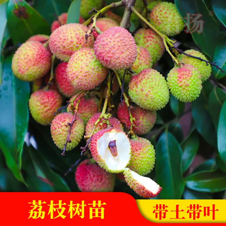 荔枝树苗妃子笑桂味无核A4嫁接果树苗桂味糯米糍白糖罂鸡荔枝树苗
