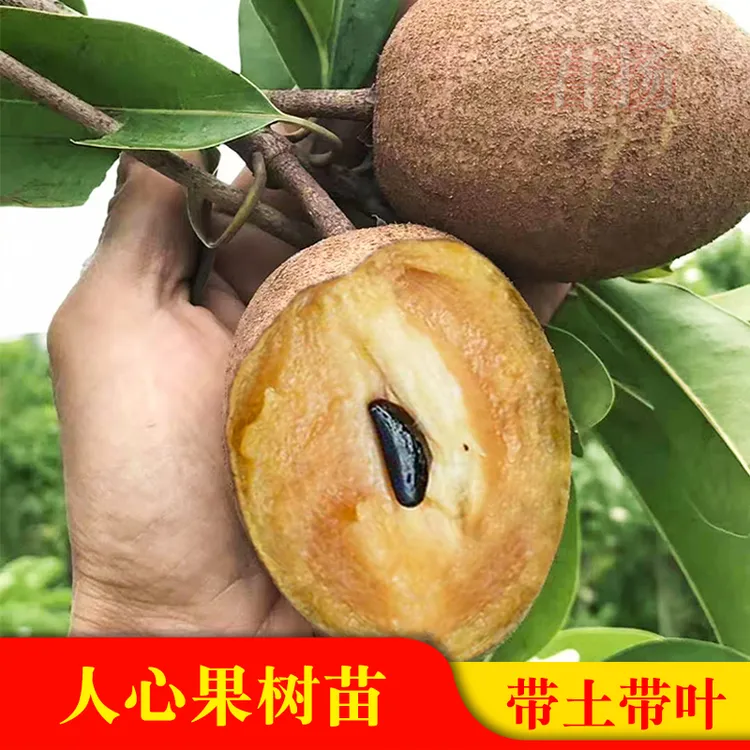 四季软枝人心果树苗庭院盆栽广西仁心果人参果吴凤柿带果树苗地栽