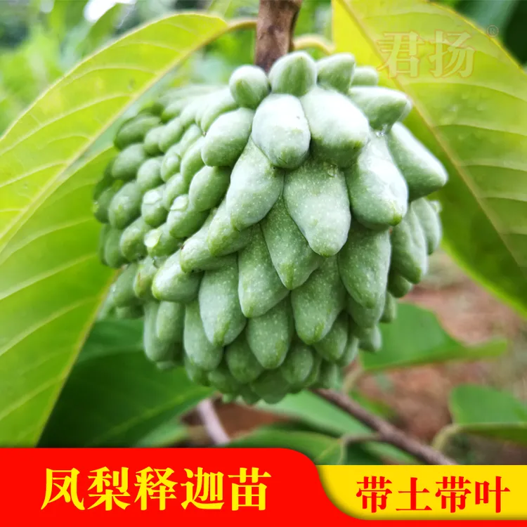 凤梨释迦嫁接苗番荔枝蜜佛头果佛陀果树苗木苗地栽盆栽荔枝树苗