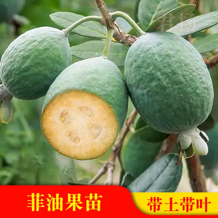 菲油果Feijoasellowiana斐济果又叫费约果庭院常绿果苗菲油果新手