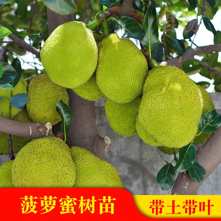 泰8泰12号红肉木菠萝 马1黄肉干苞菠萝蜜嫁接苗 广西发货盆栽地栽