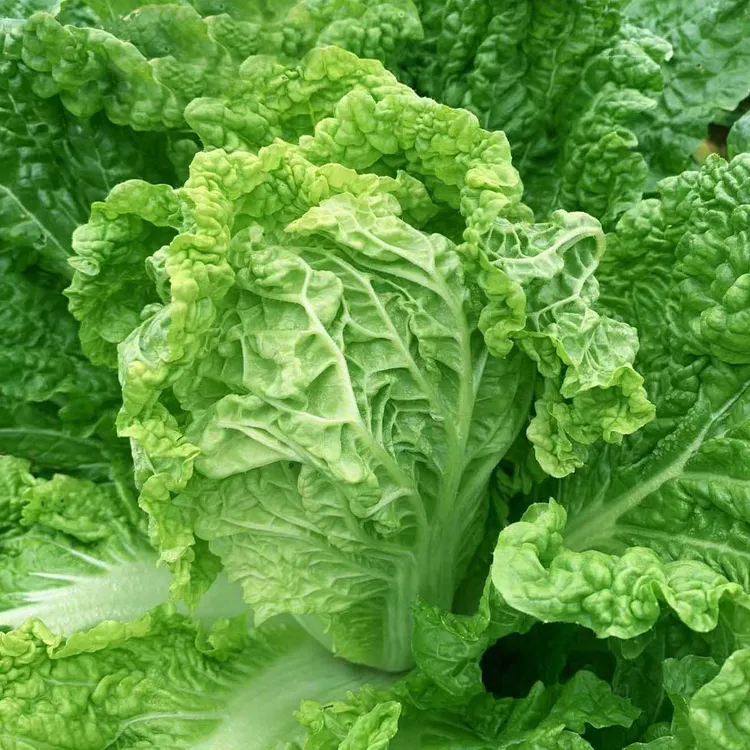 2025贵州农家露天种植新鲜大白菜麻叶菜青麻菜火锅白菜