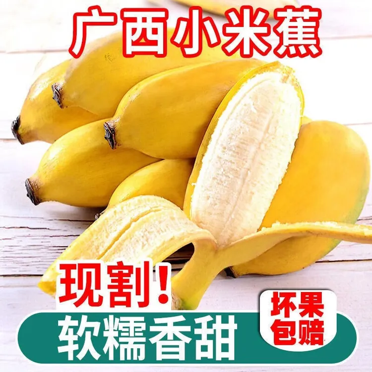 广西巴马寿乡小米蕉时令新鲜水果现摘鸡蕉小香蕉