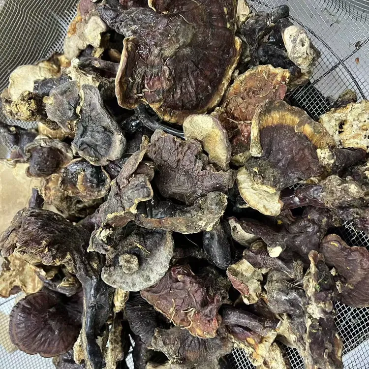 藏特美小灵芝西藏深山采摘下山纯野白心白肉灵芝干货煮水泡酒煲汤