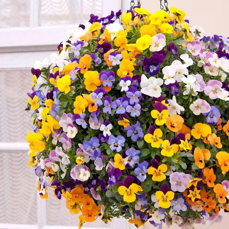 【拍10送1盆】120#角堇三色堇开花机器冬季耐寒好养植物花卉盆栽